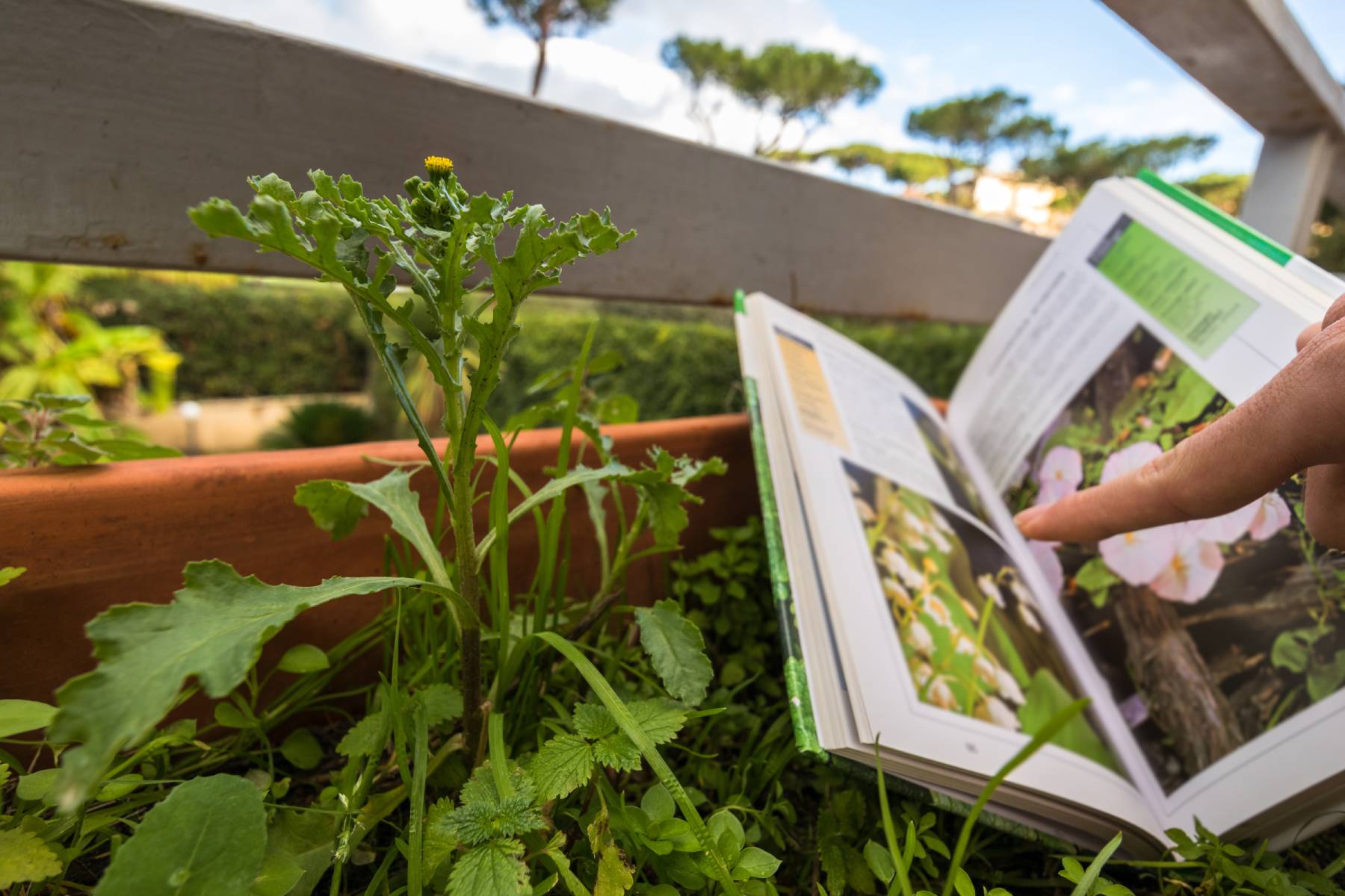 Wild Harvests Plant Identification Basics Videos Mother Earth News